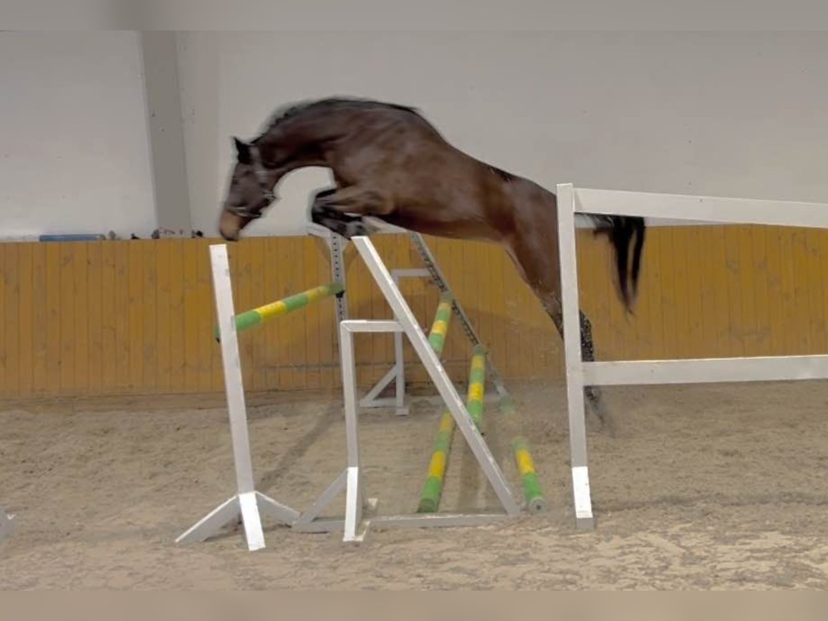 Zangersheide Merrie 3 Jaar 170 cm Bruin in KRAJENKA