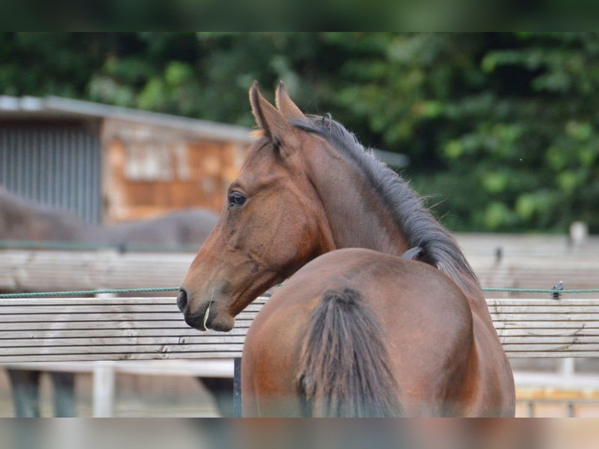 Zangersheide Merrie 3 Jaar 170 cm Bruin in Kaatsheuvel