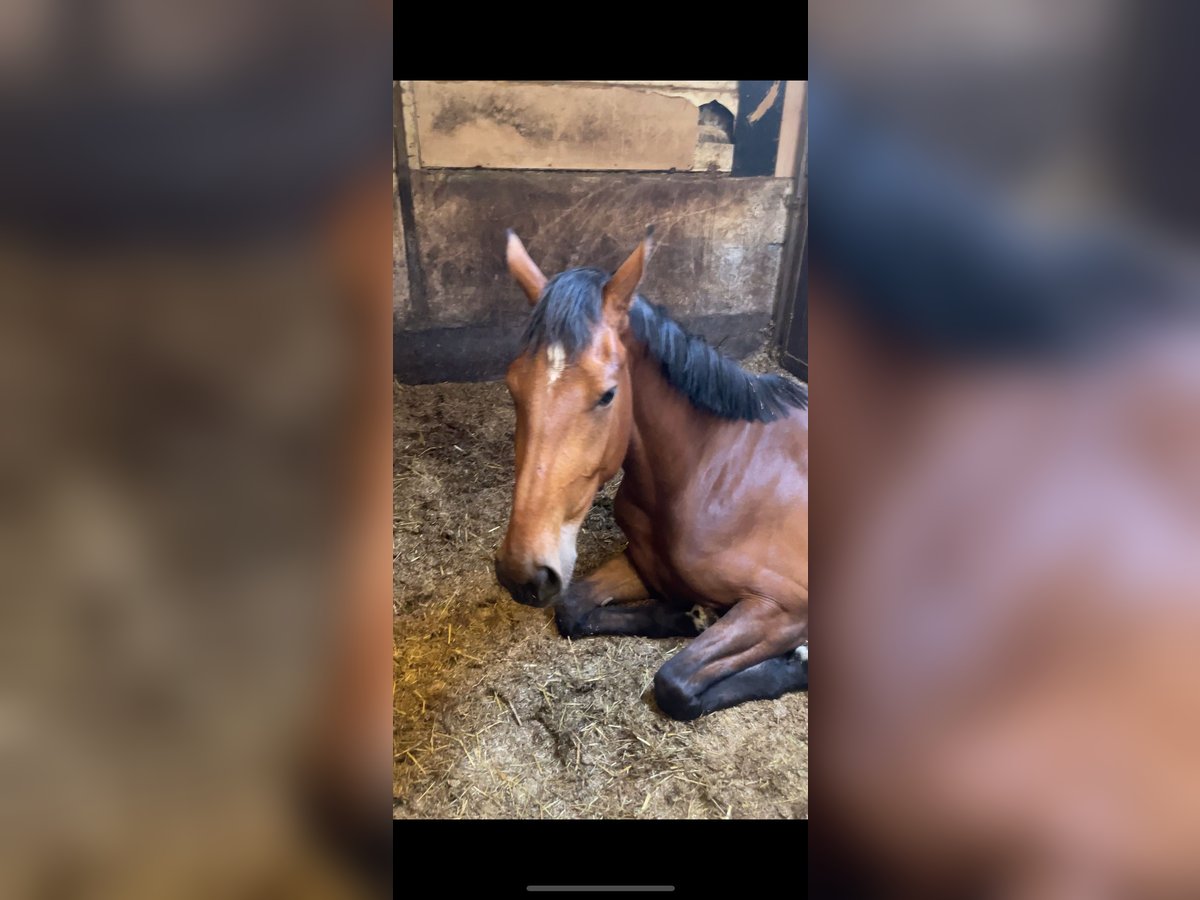 Zangersheide Merrie 3 Jaar 170 cm Donkerbruin in Ieper