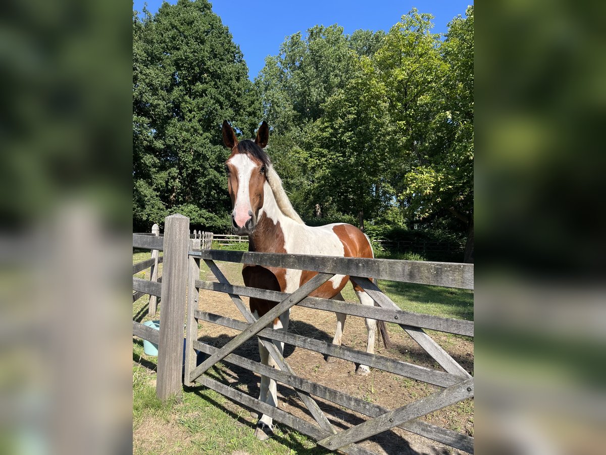 Zangersheide Merrie 3 Jaar 170 cm Gevlekt-paard in Belsele