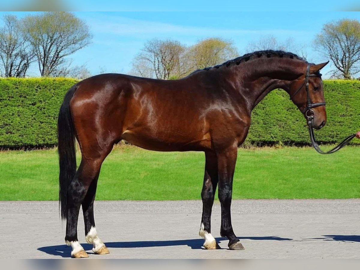 Zangersheide Merrie 3 Jaar 170 cm in Austria