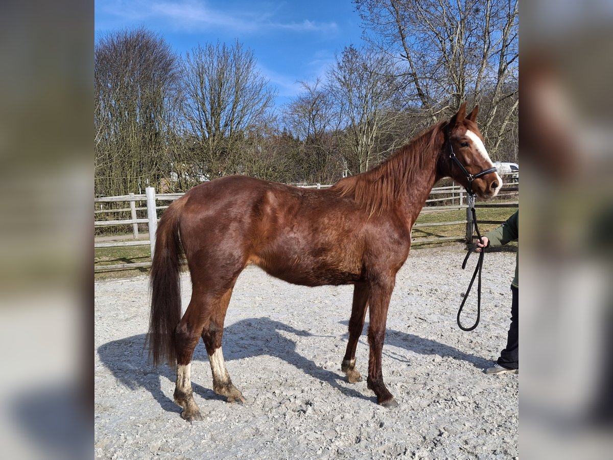 Zangersheide Merrie 3 Jaar 170 cm Vos in Kurtscheid