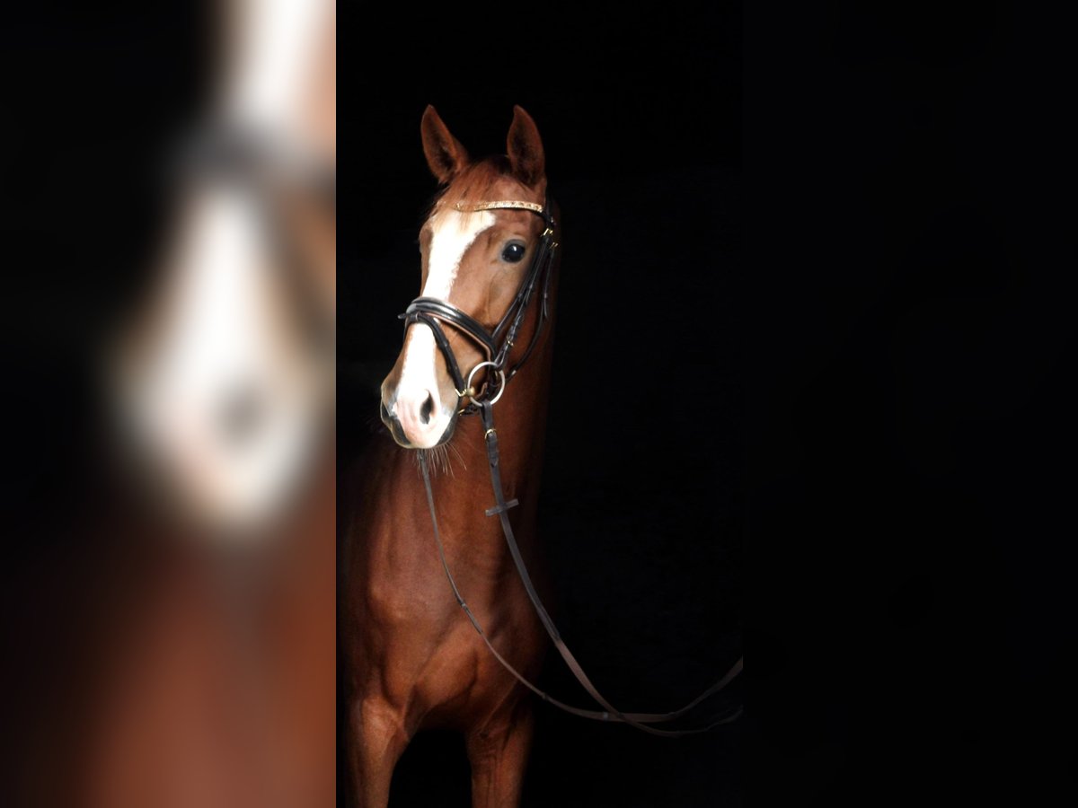 Zangersheide Merrie 3 Jaar 170 cm Vos in Kurtscheid