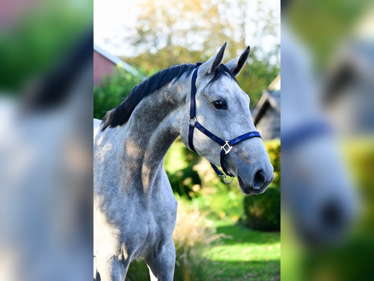 Zangersheide Merrie 3 Jaar 171 cm Schimmel in Bladel