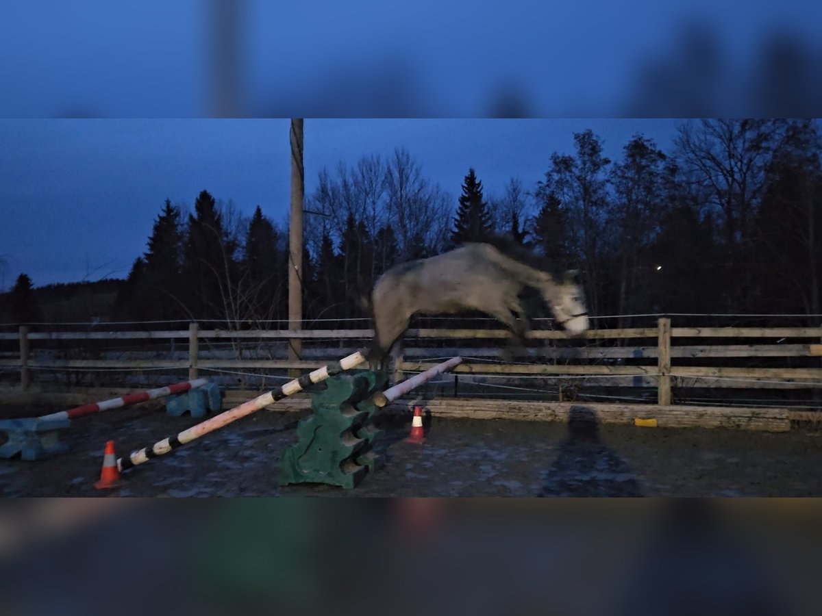 Zangersheide Merrie 3 Jaar Appelschimmel in Stiefenhofen