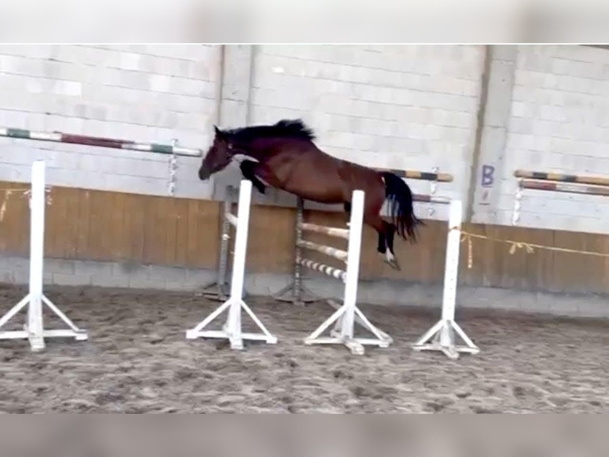 Zangersheide Merrie 3 Jaar Donkerbruin in Seirijai