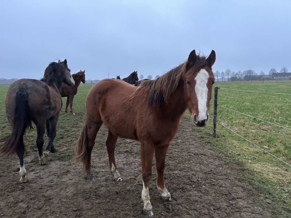 Zangersheide Merrie 3 Jaar in Neerglabbeek