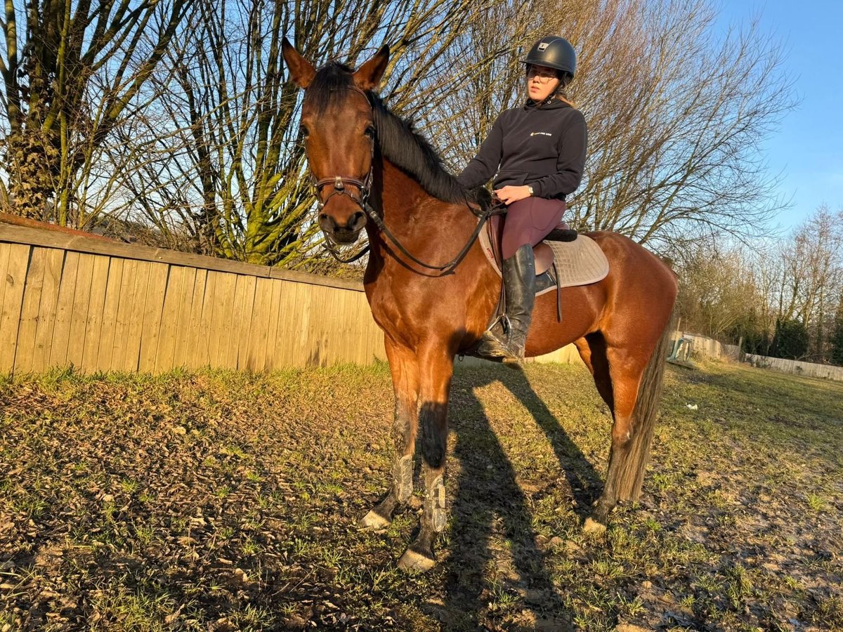 Zangersheide Merrie 4 Jaar 160 cm Bruin in Heusden zolder