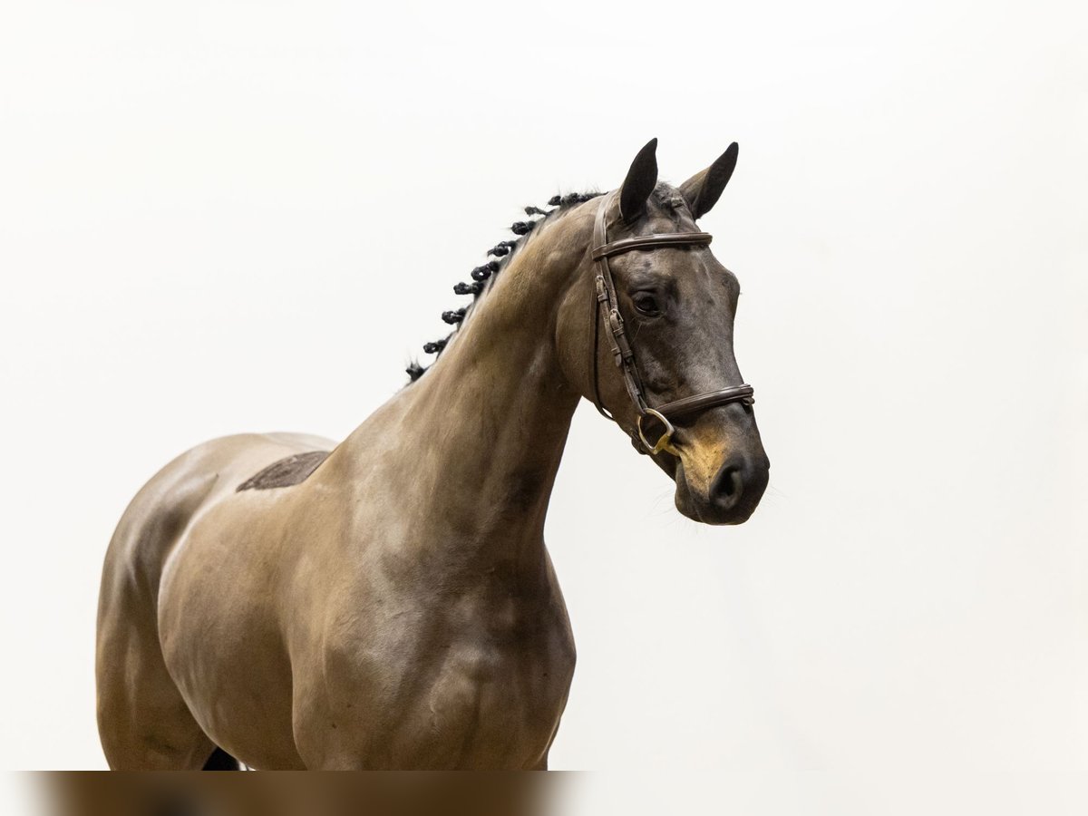 Zangersheide Merrie 4 Jaar 163 cm Zwartbruin in Waddinxveen