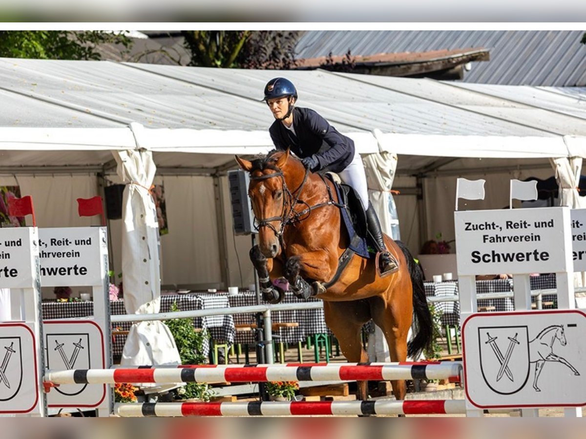 Zangersheide Merrie 4 Jaar 164 cm Bruin in Bochum