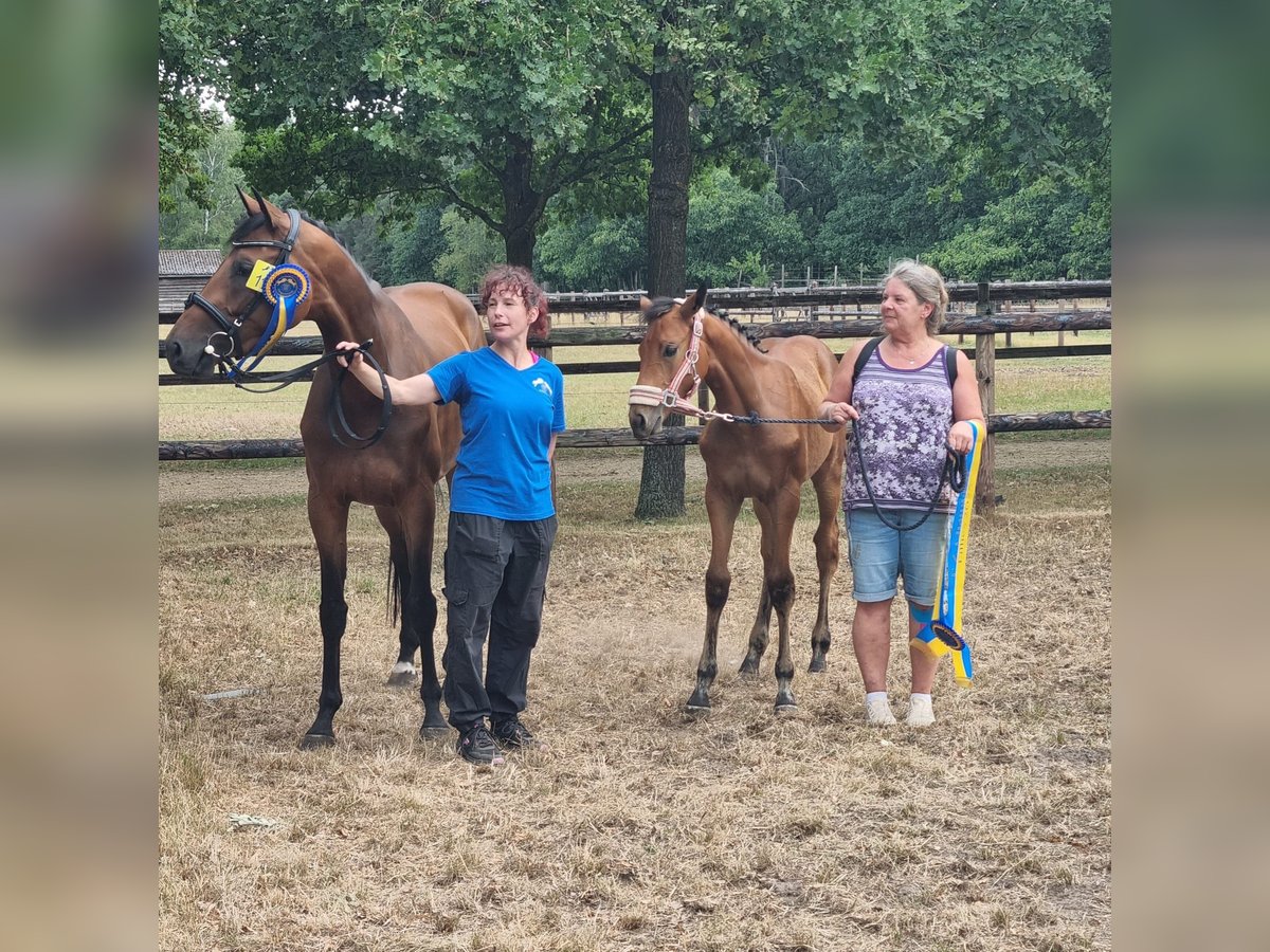 Zangersheide Merrie 4 Jaar 166 cm Bruin in Heinsberg