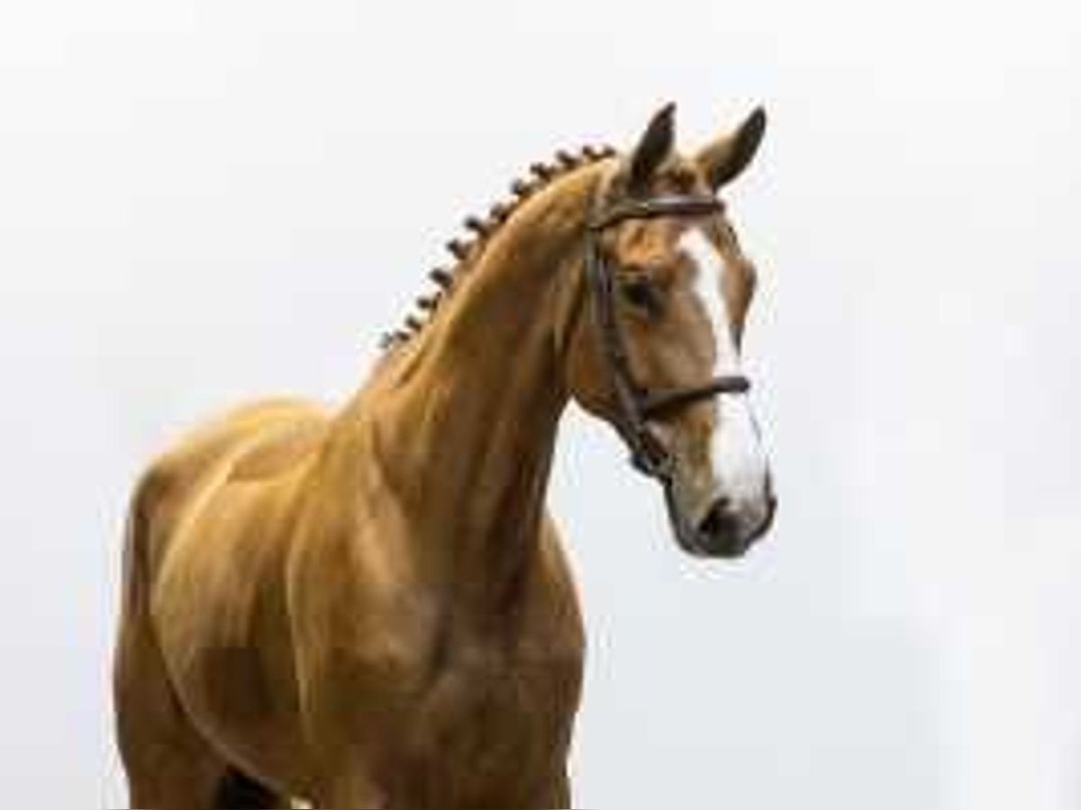 Zangersheide Merrie 4 Jaar 167 cm Vos in Waddinxveen