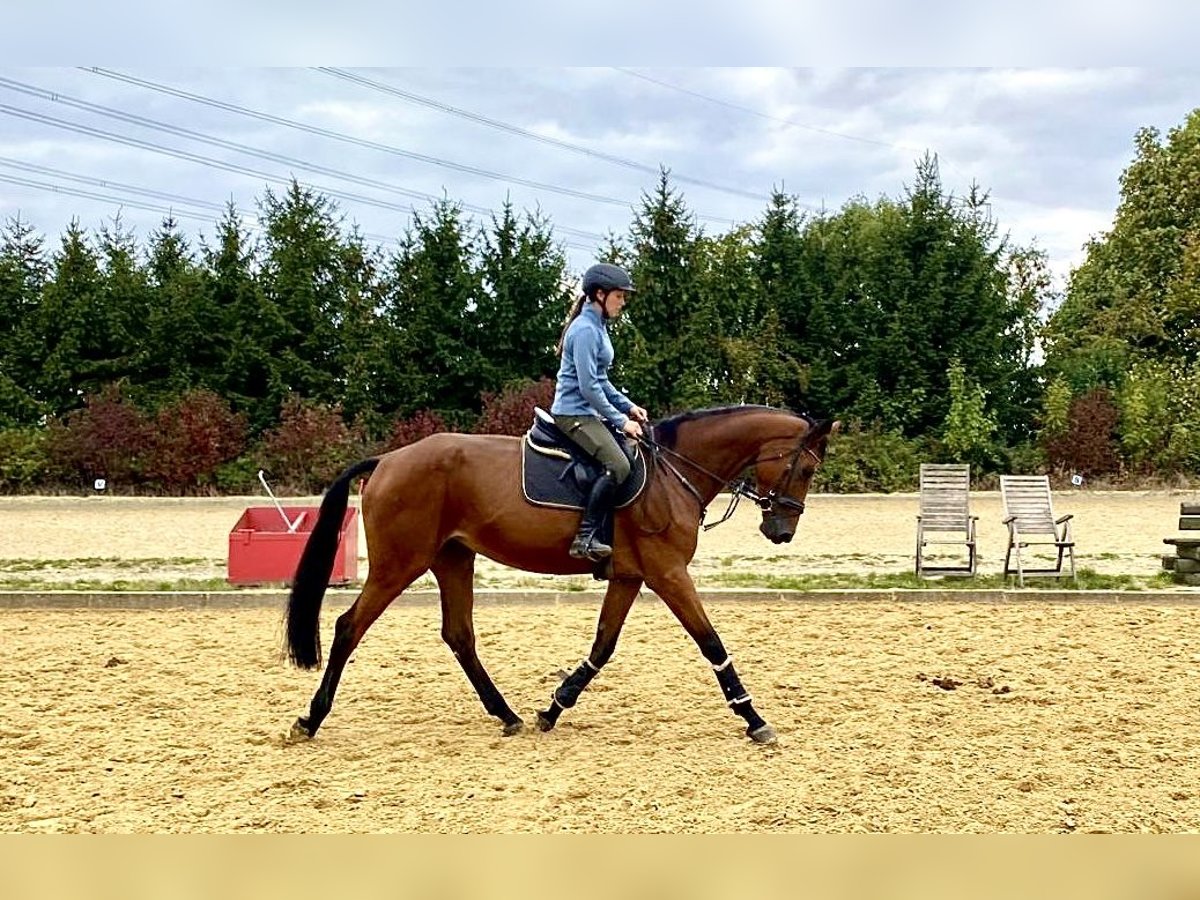 Zangersheide Merrie 4 Jaar 174 cm Bruin in Borchen