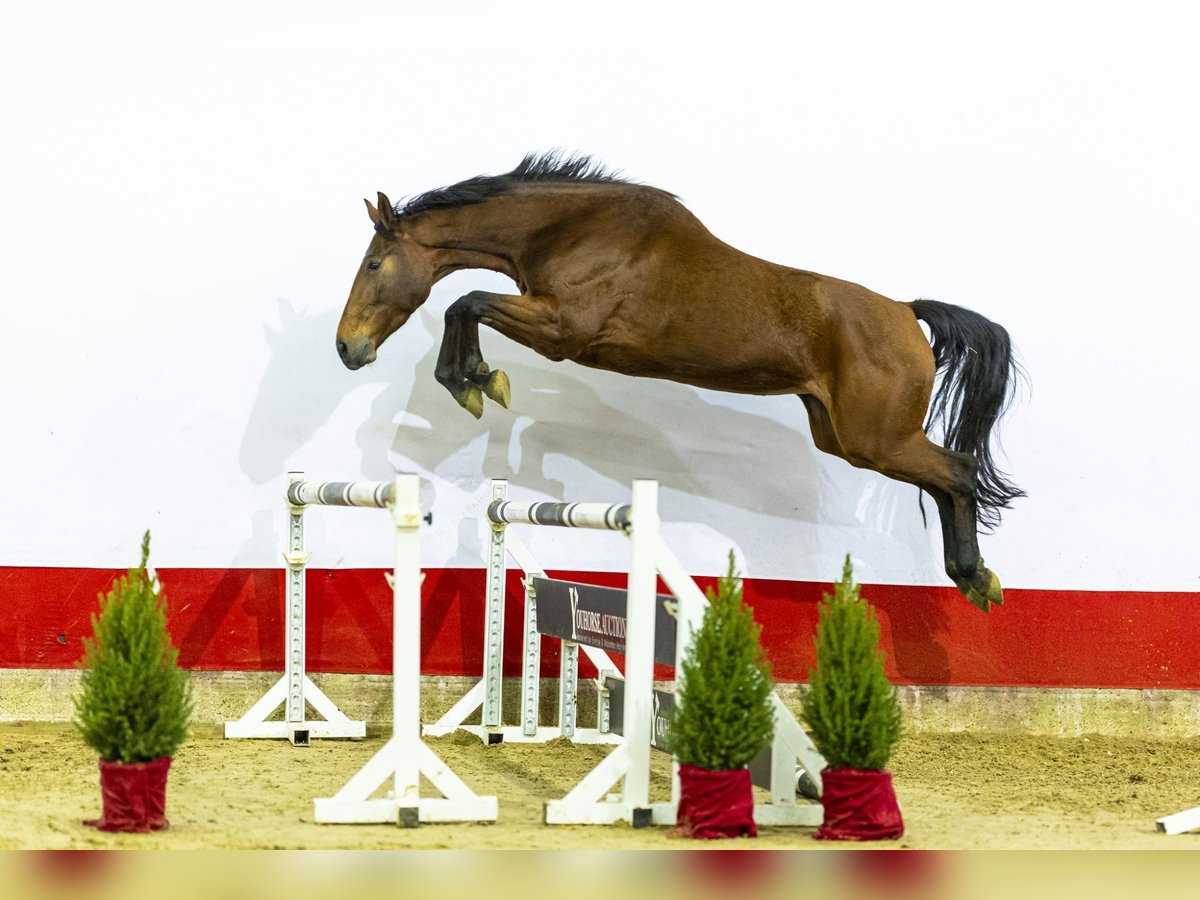 Zangersheide Merrie 4 Jaar 174 cm Bruin in Waddinxveen