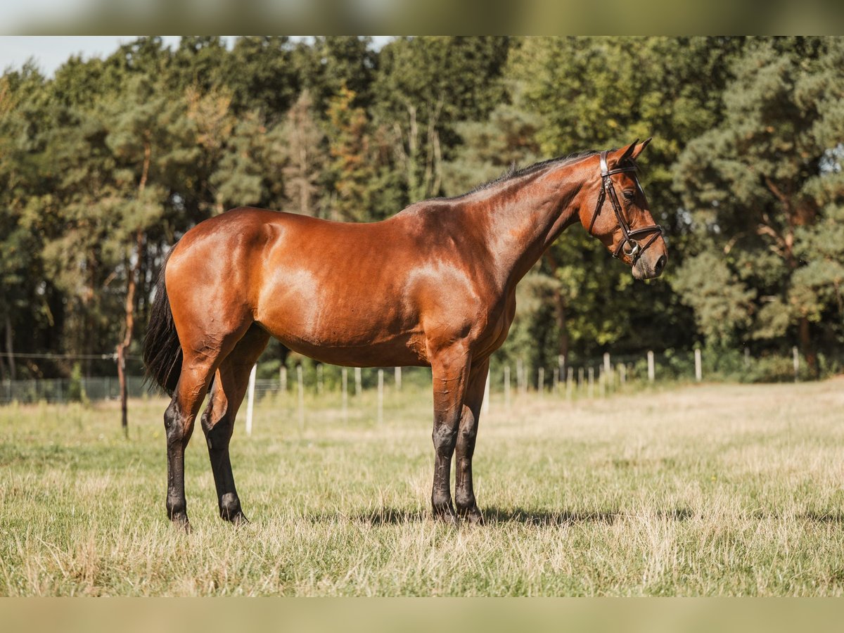 Zangersheide Merrie 5 Jaar 160 cm Bruin in GROTE-BROGEL