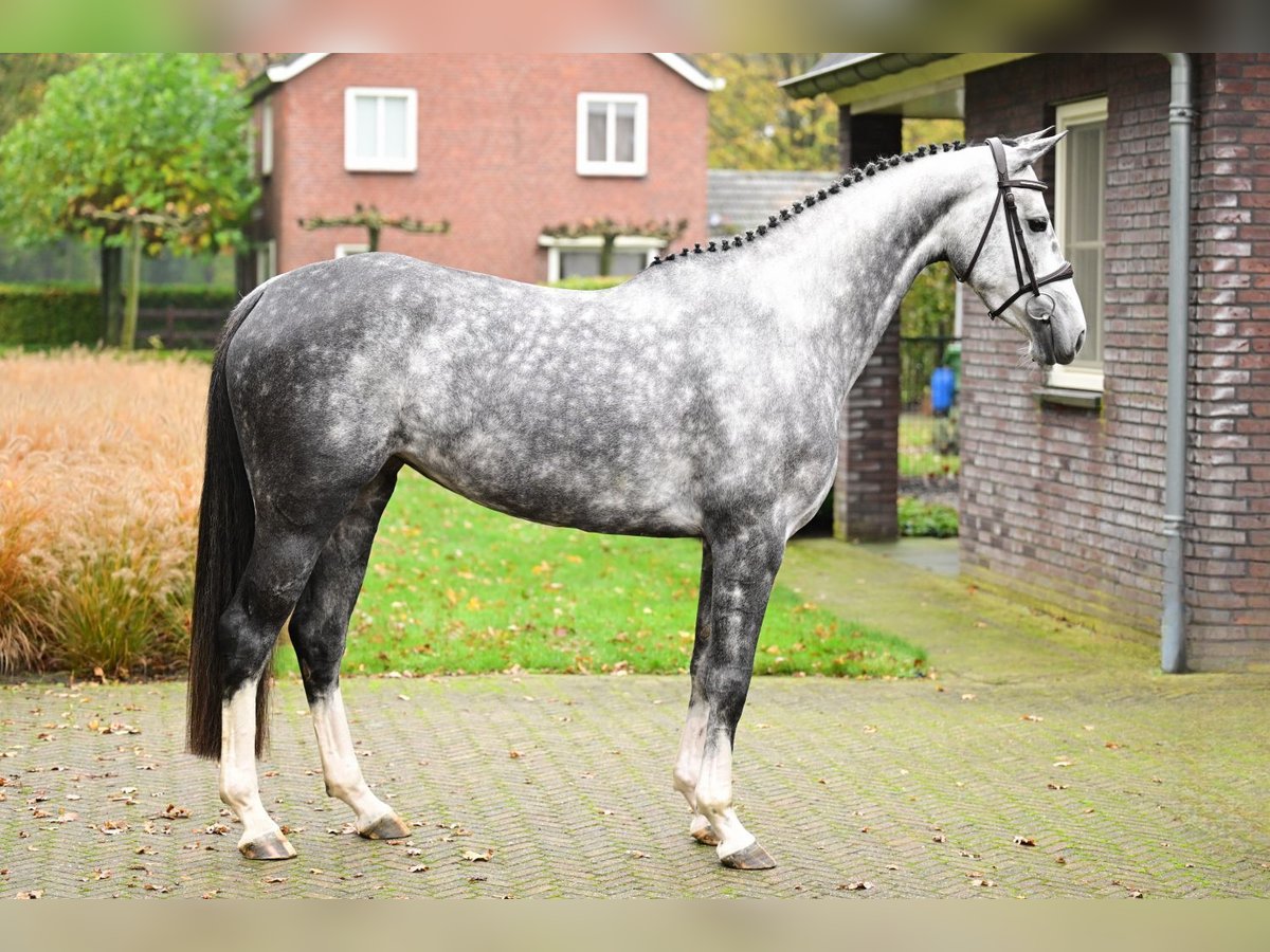 Zangersheide Merrie 5 Jaar 160 cm Schimmel in Bladel