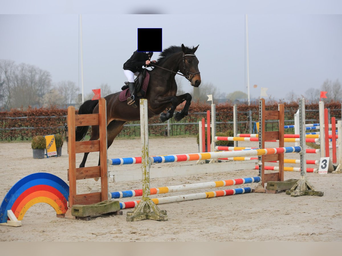 Zangersheide Merrie 5 Jaar 163 cm Donkerbruin in Veldegem