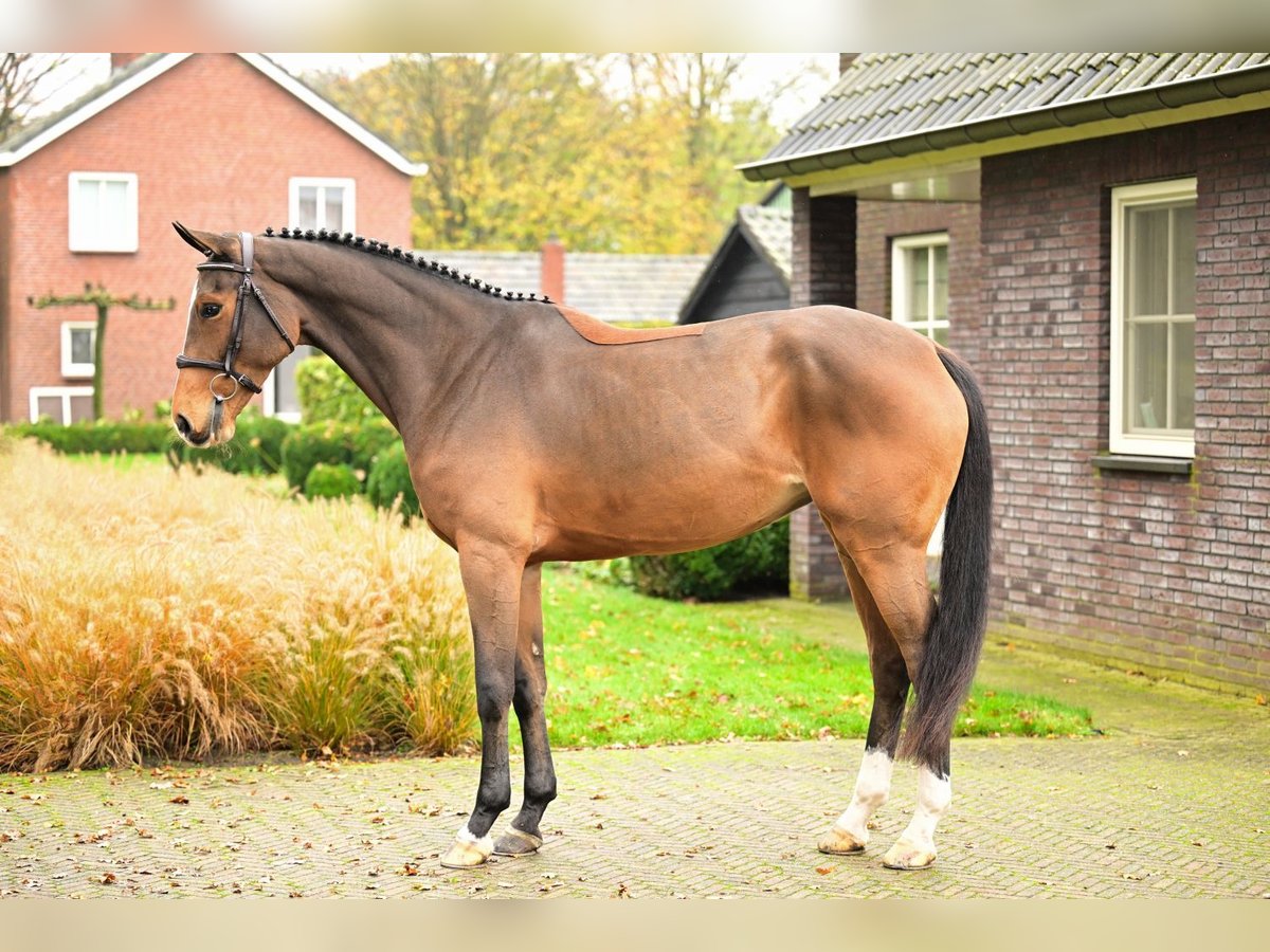 Zangersheide Merrie 5 Jaar 164 cm Bruin in Bladel