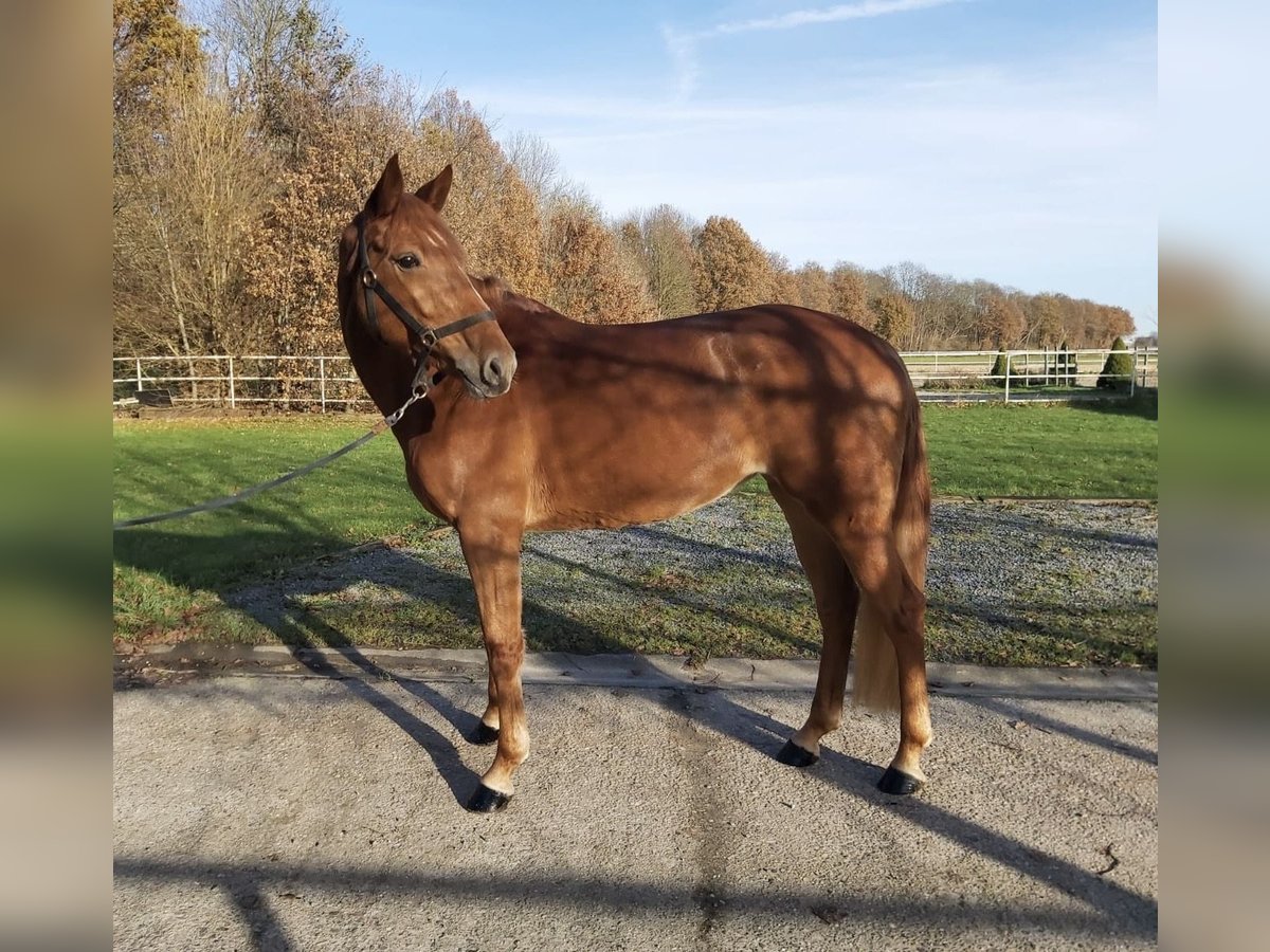 Zangersheide Mix Merrie 5 Jaar 166 cm Vos in Aachen