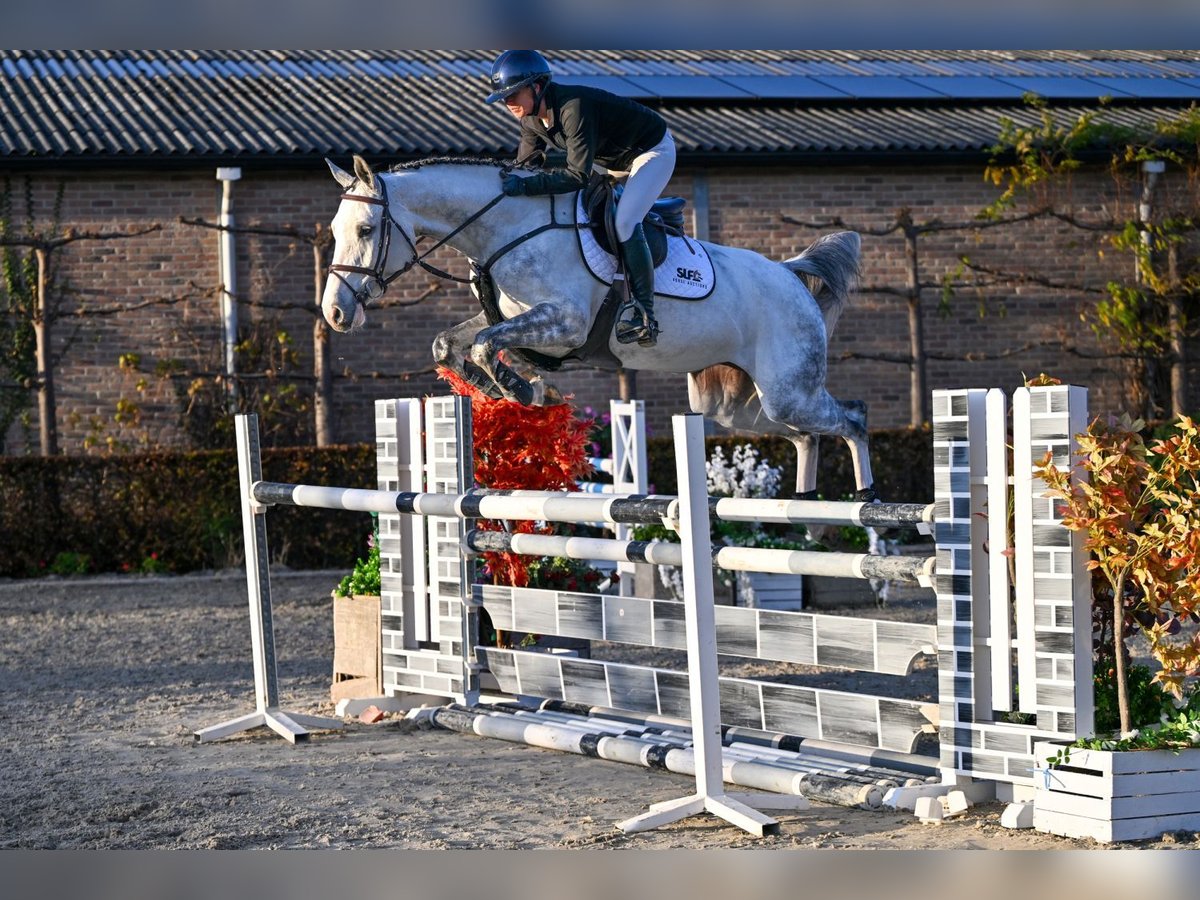 Zangersheide Merrie 5 Jaar 168 cm Schimmel in Bladel