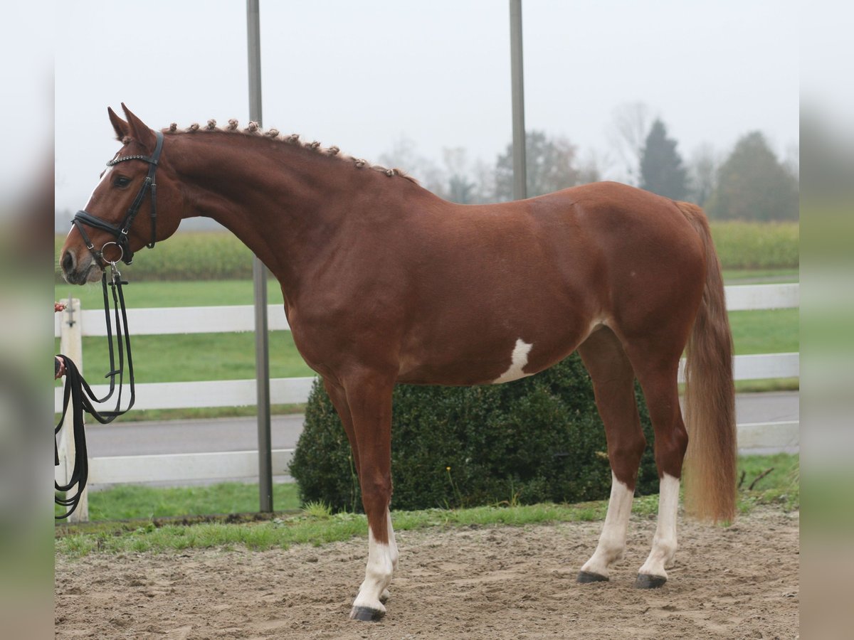 Zangersheide Merrie 5 Jaar 168 cm Vos in Achern