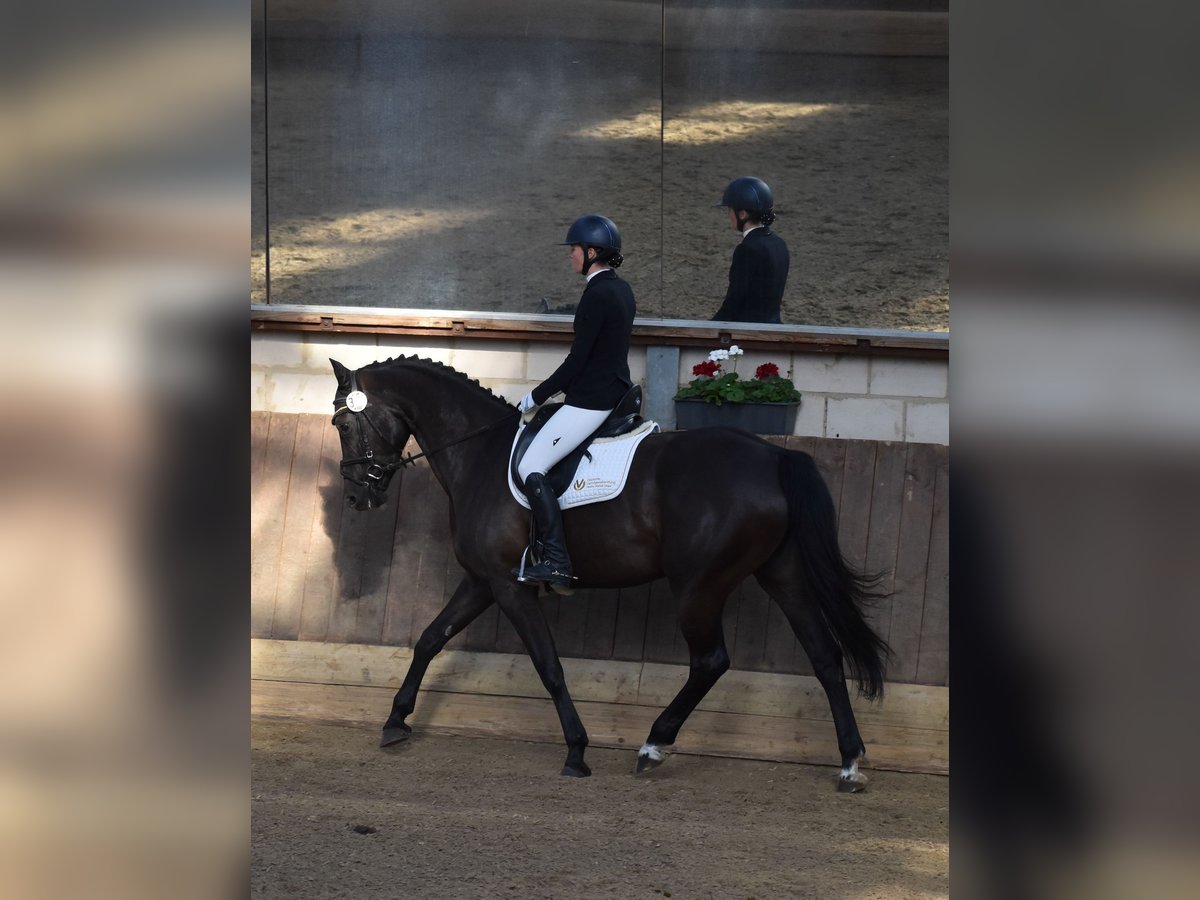 Zangersheide Merrie 5 Jaar 168 cm Zwartbruin in Weilburg