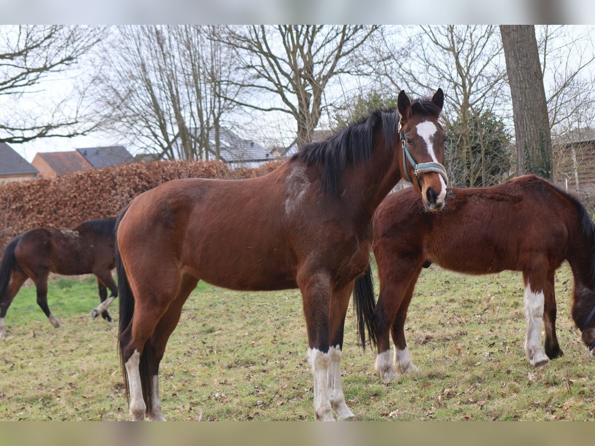 Zangersheide Merrie 5 Jaar 170 cm Donkerbruin in Zonhoven