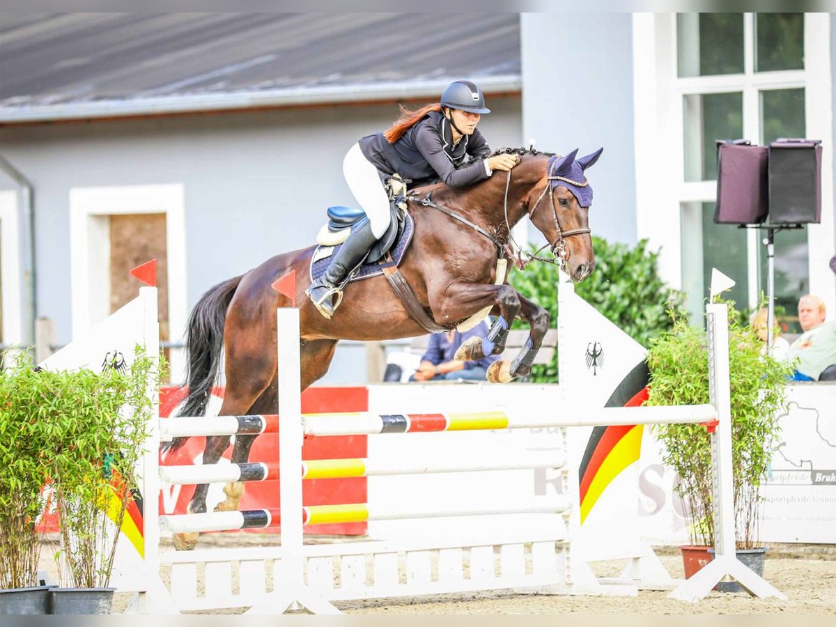 Zangersheide Merrie 5 Jaar 170 cm Donkerbruin in Gomadingen