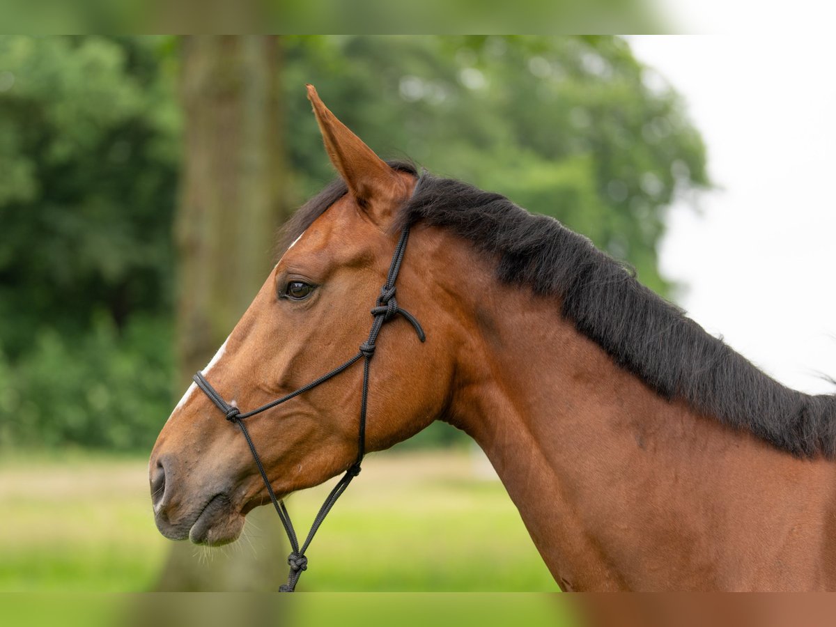 Zangersheide Merrie 5 Jaar 176 cm Vos in Münster