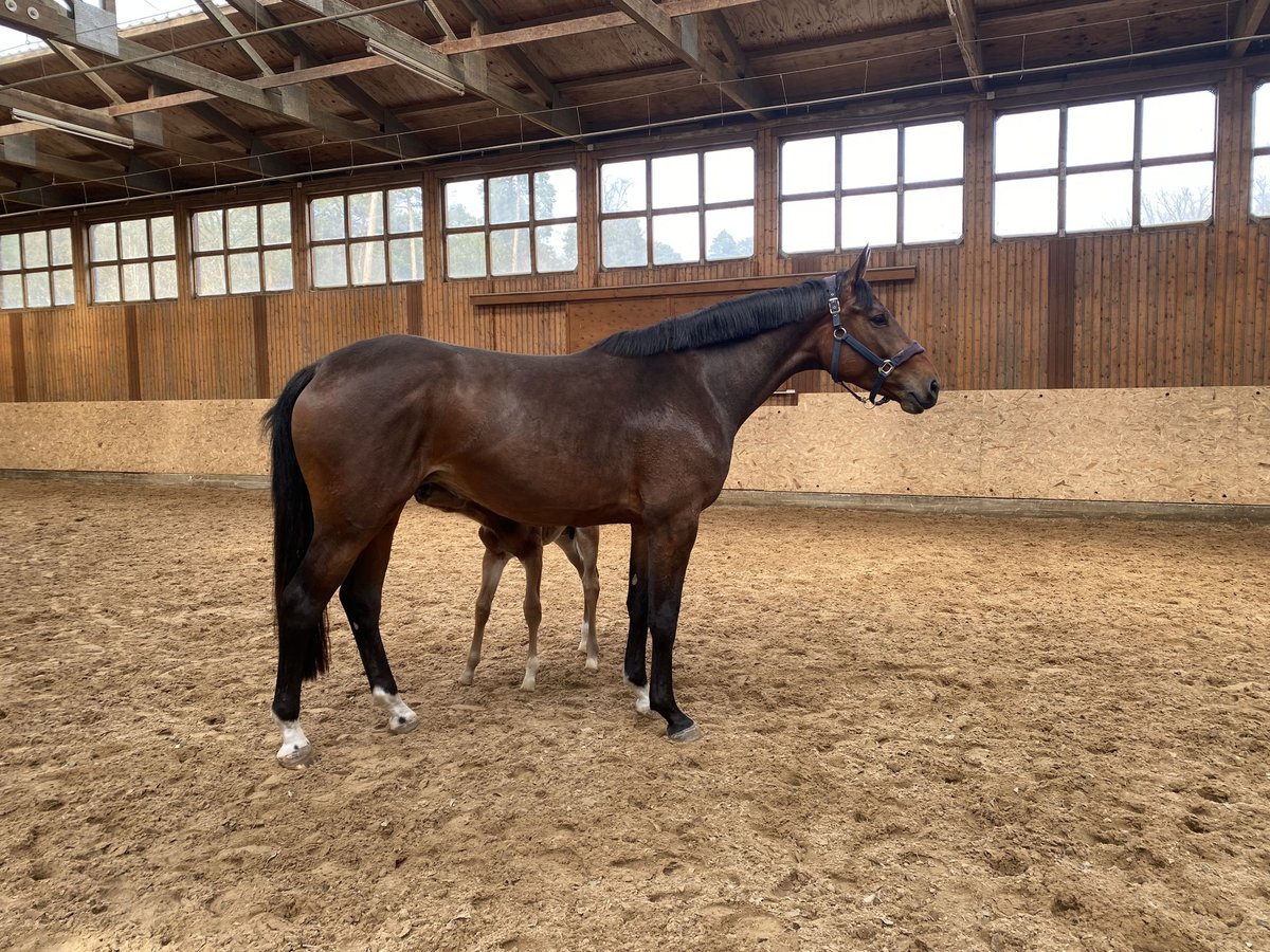 Zangersheide Merrie 5 Jaar 178 cm Bruin in Schwarmstedt