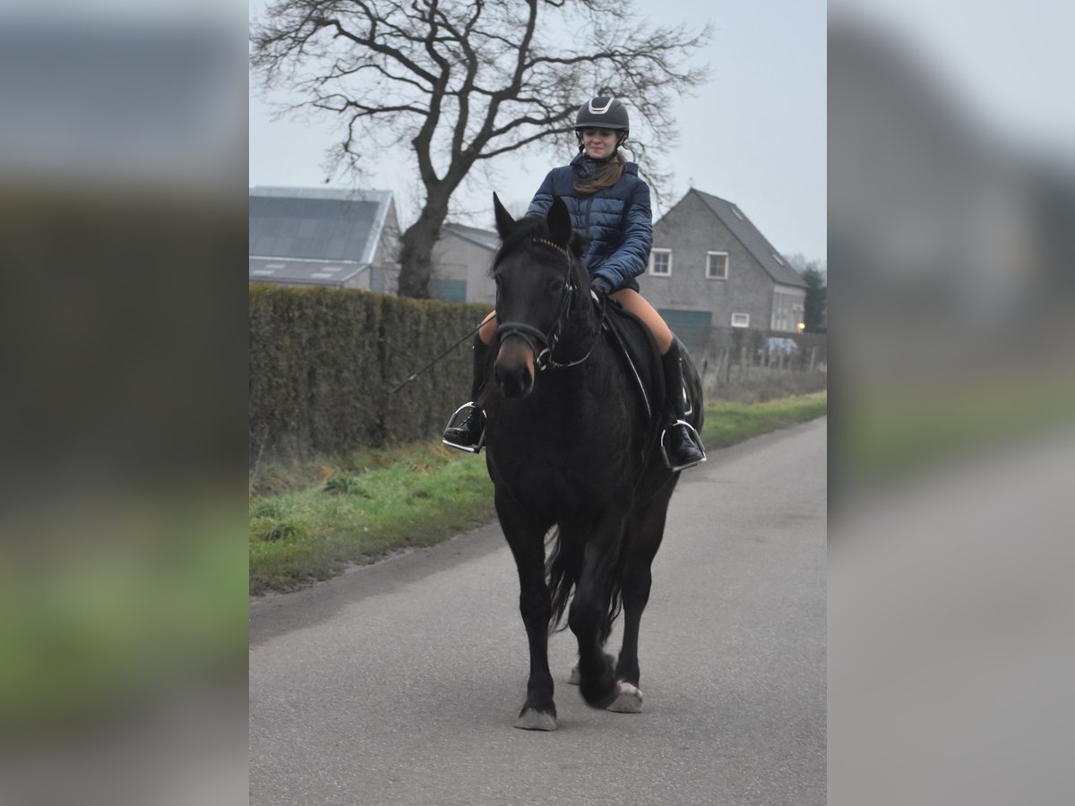 Zangersheide Merrie 6 Jaar 160 cm Donkerbruin in Achtmaal