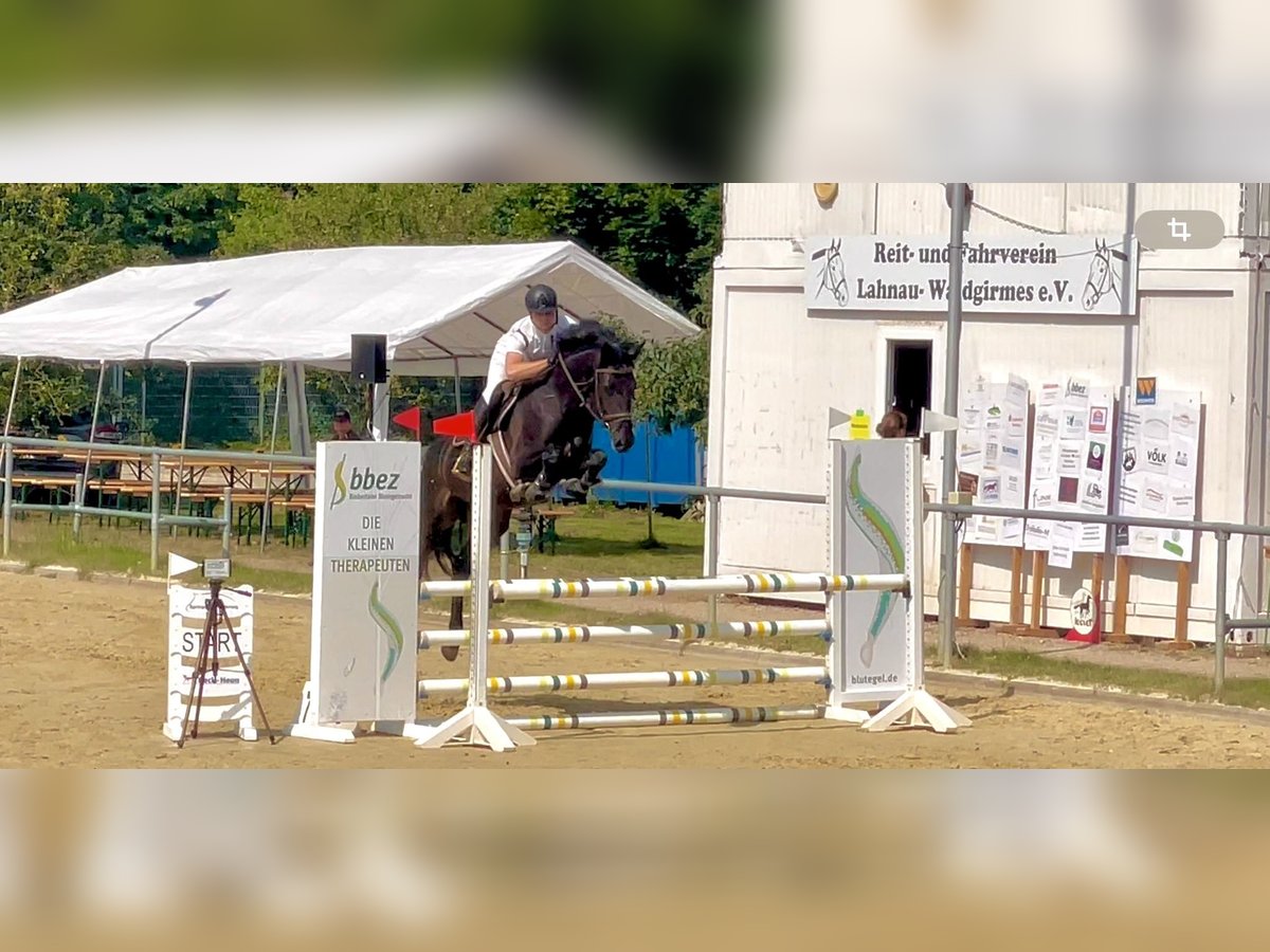 Zangersheide Merrie 6 Jaar 164 cm Zwart in Pohlheim