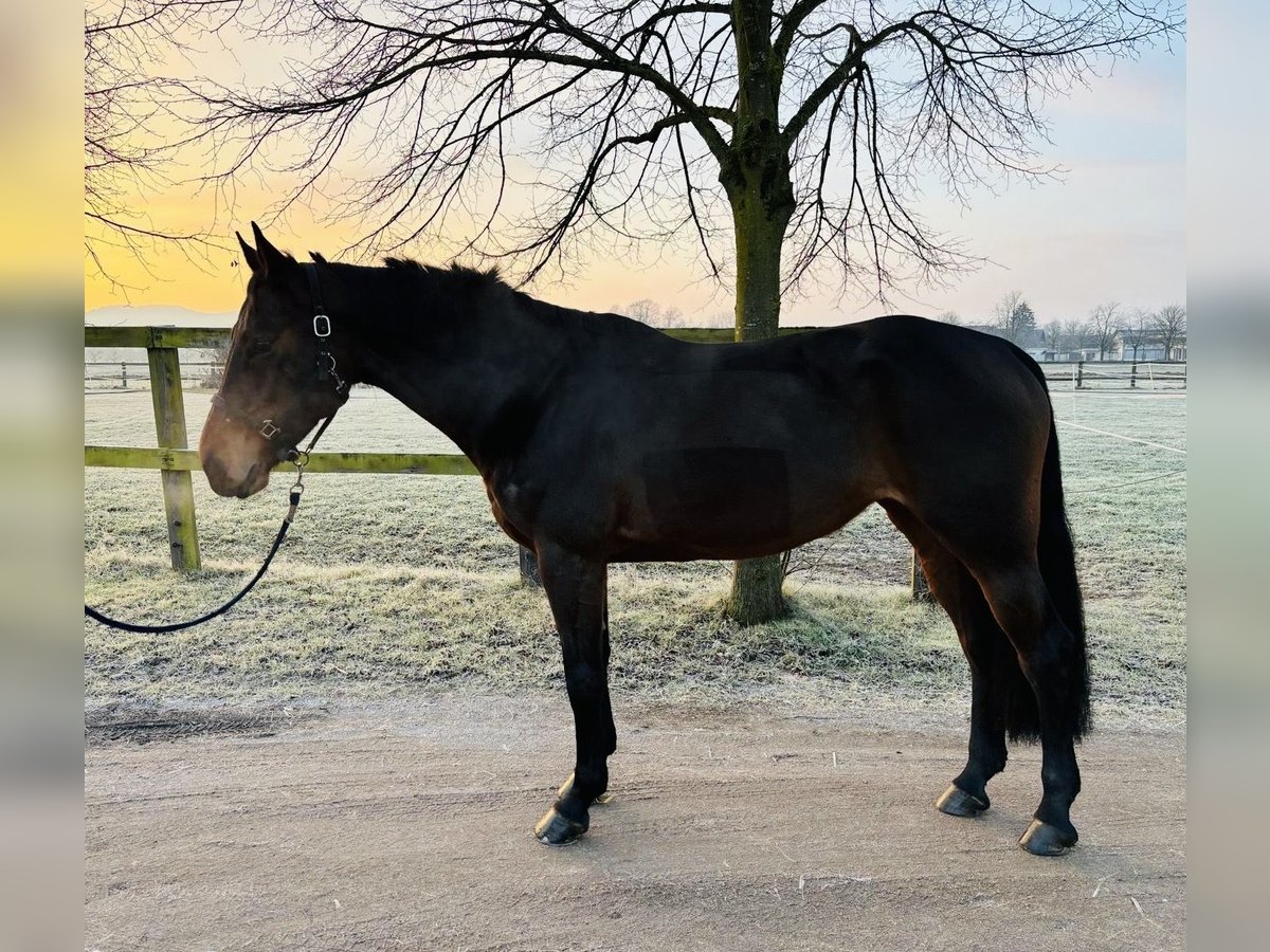 Zangersheide Merrie 6 Jaar 166 cm Bruin in Schwäbisch Gmünd