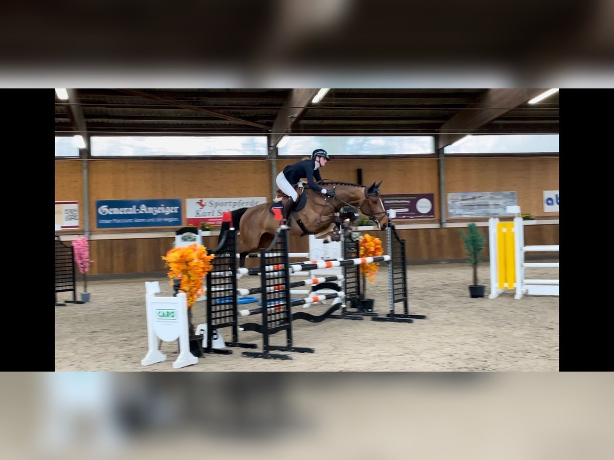 Zangersheide Merrie 6 Jaar 167 cm Bruin in K&#xF6;ln