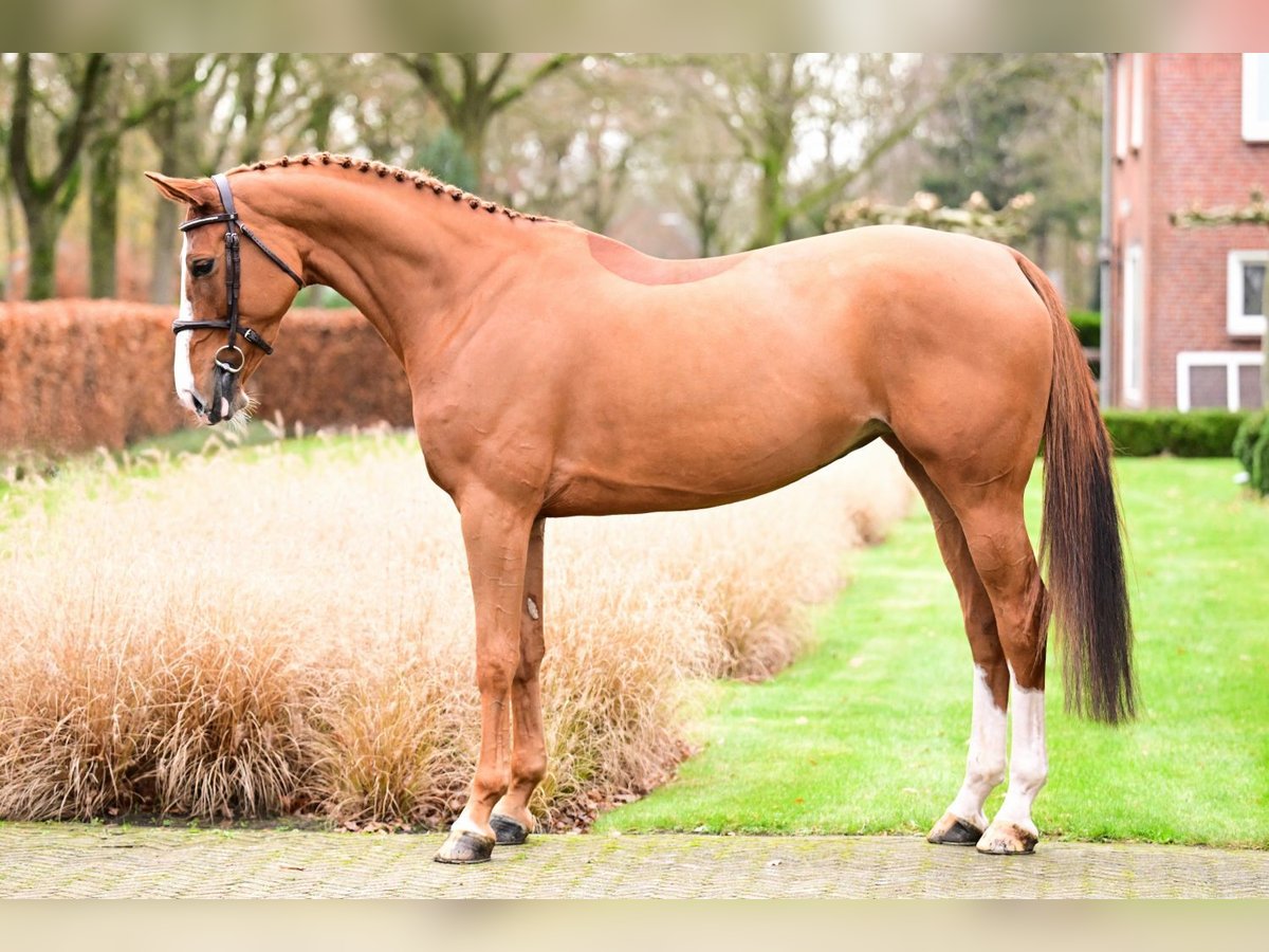 Zangersheide Merrie 6 Jaar 167 cm Vos in Bladel