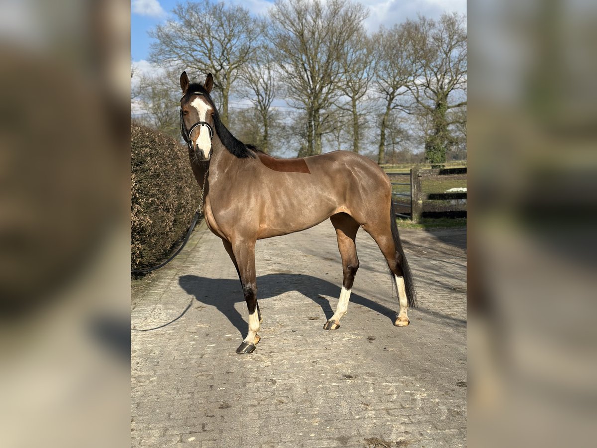 Zangersheide Merrie 6 Jaar 168 cm Donkerbruin in Heusden zolder