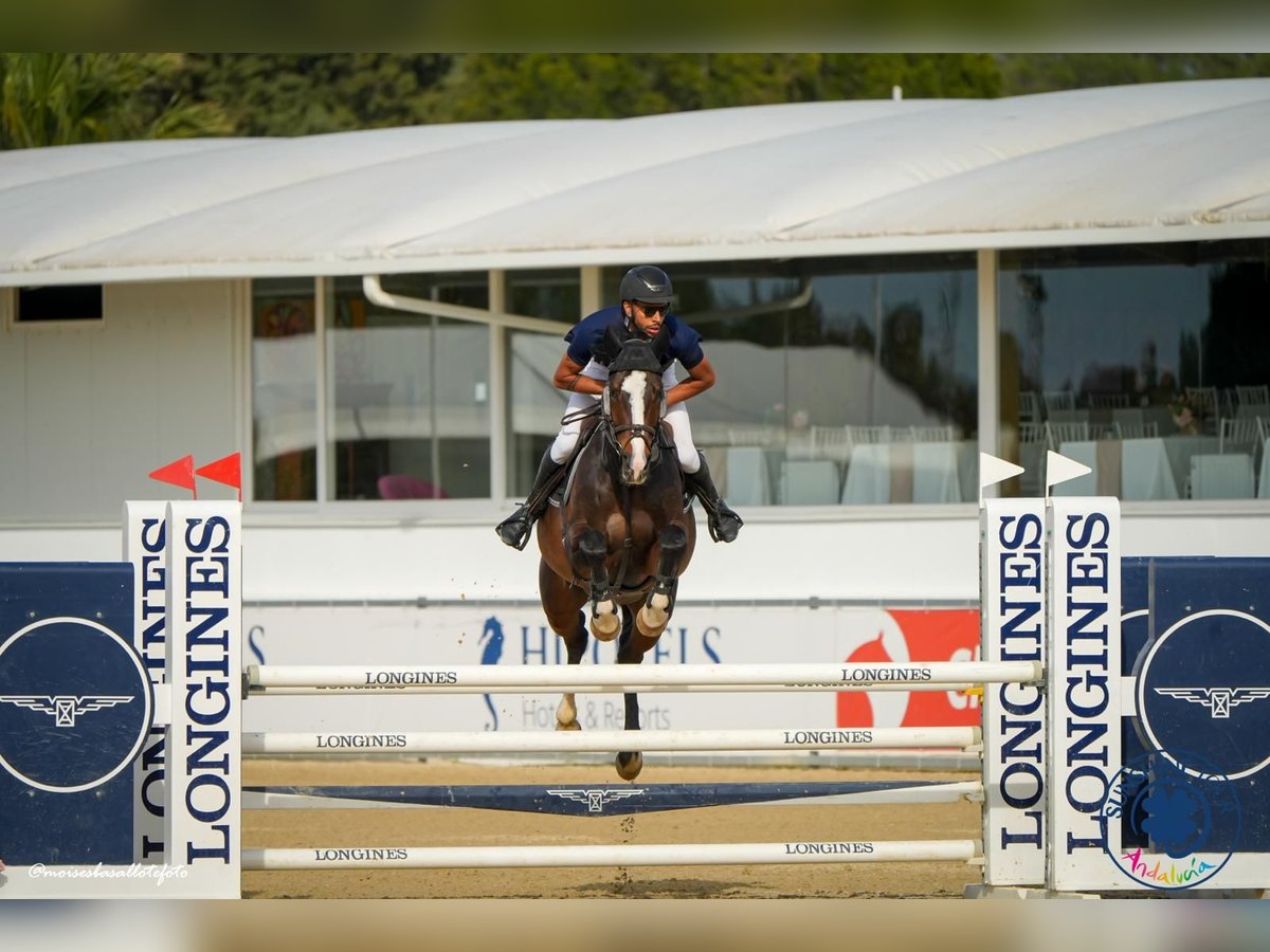 Zangersheide Merrie 6 Jaar 168 cm Donkerbruin in Newbury