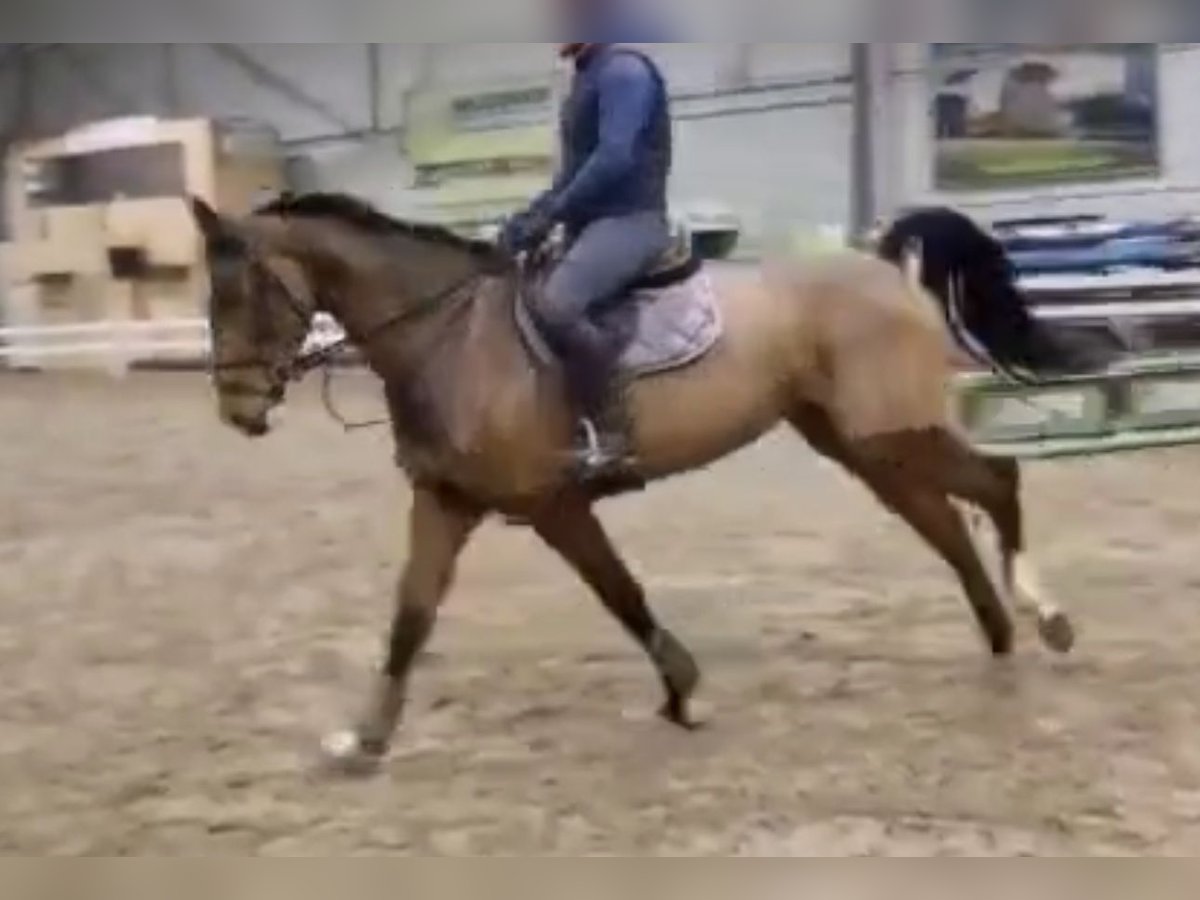 Zangersheide Merrie 6 Jaar 168 cm Donkerbruin in hechtel Eksel