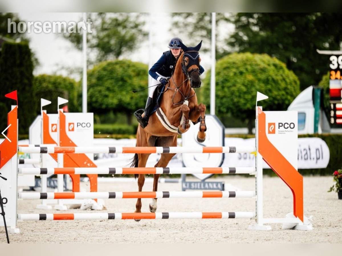 Zangersheide Merrie 6 Jaar 168 cm Donkere-vos in Warshaw