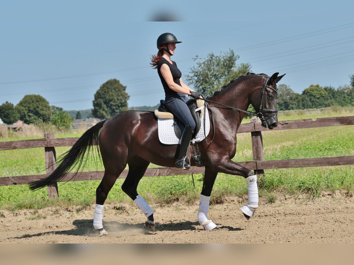 Zangersheide Merrie 6 Jaar 168 cm in Greven