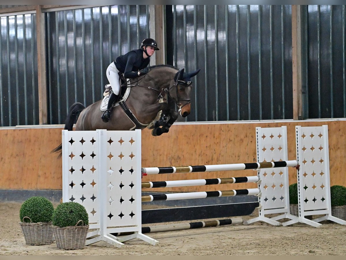 Zangersheide Merrie 6 Jaar 169 cm Donkerbruin in Steinfeld (Oldenburg)