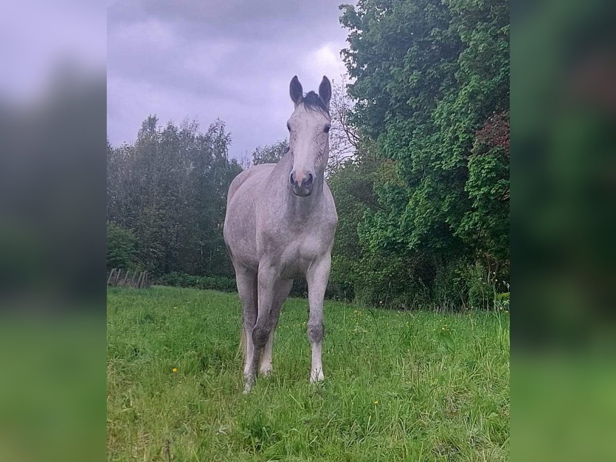 Zangersheide Merrie 6 Jaar 169 cm Vliegenschimmel in NINOVE