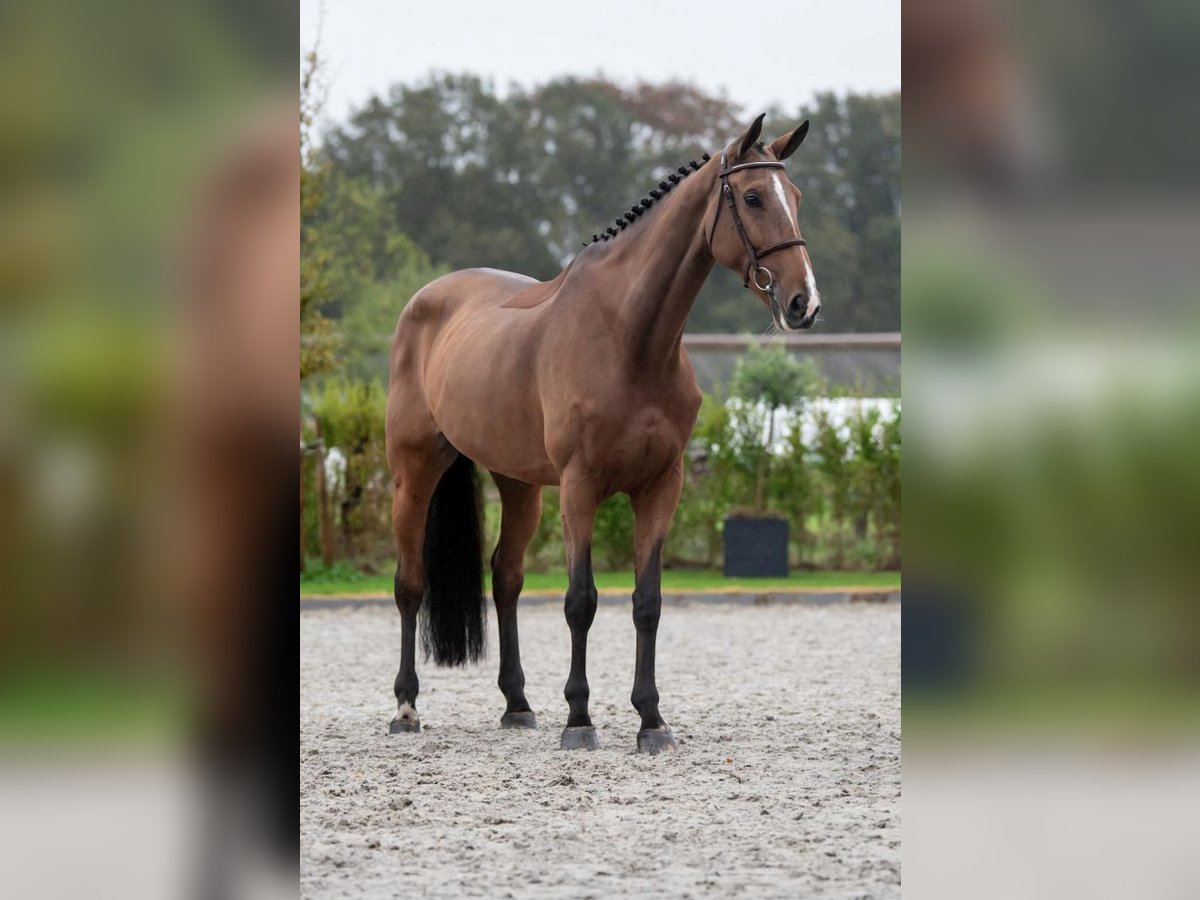 Zangersheide Merrie 6 Jaar 172 cm Bruin in Bladel