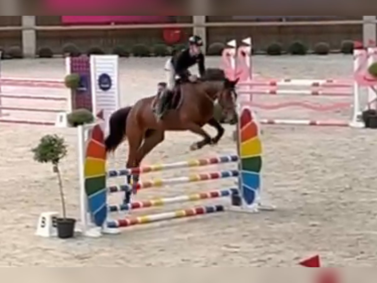 Zangersheide Merrie 6 Jaar 178 cm Donkerbruin in Hechtel eksel