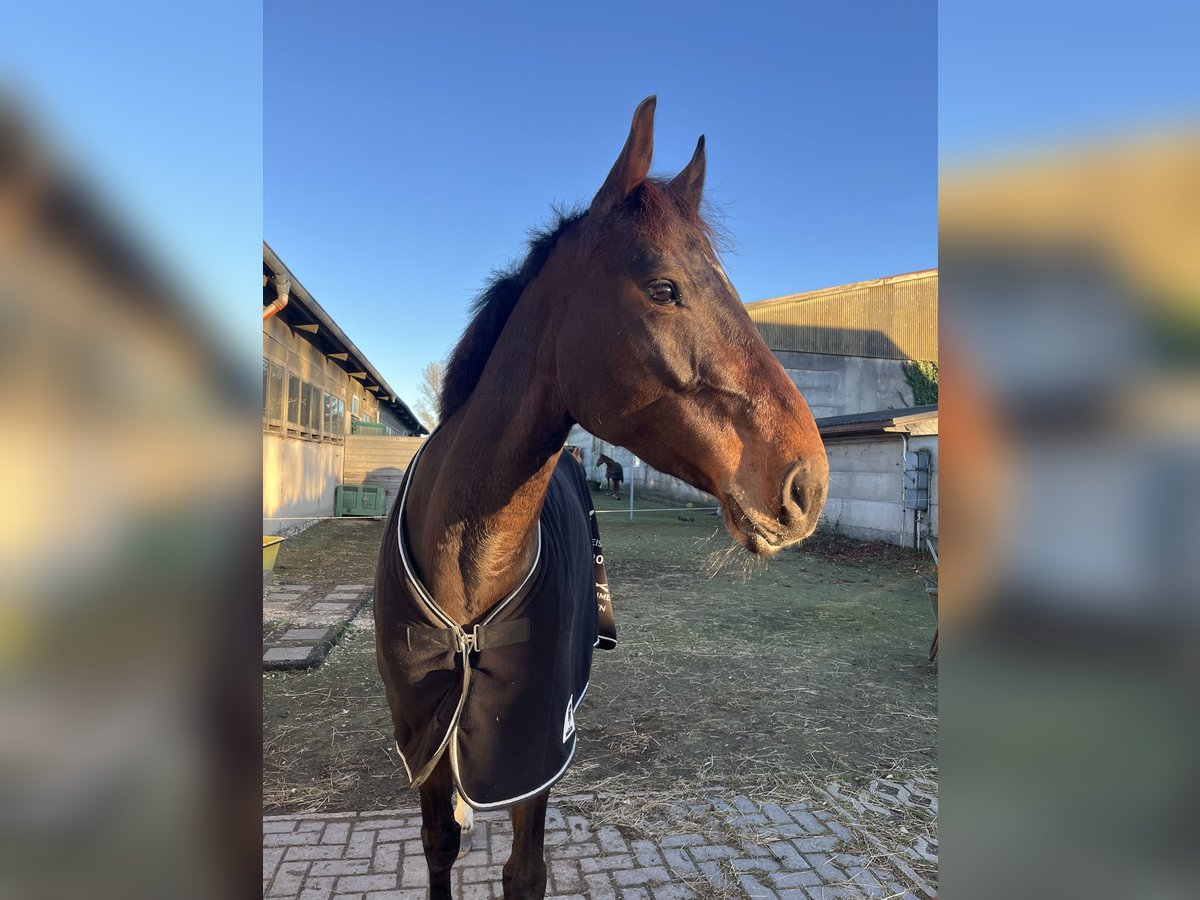 Zangersheide Merrie 6 Jaar Donkerbruin in Stralsund