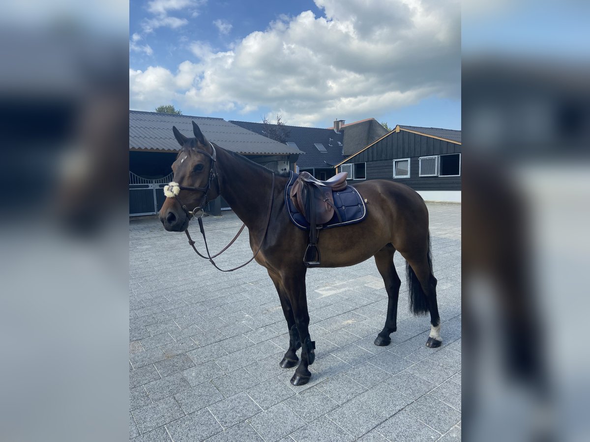 Zangersheide Merrie 7 Jaar 165 cm Donkerbruin in Donderen