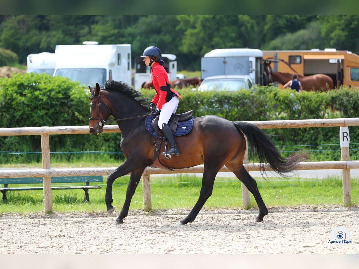 Zangersheide Merrie 7 Jaar 165 cm in Passy
