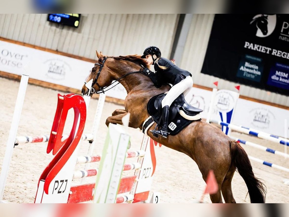 Zangersheide Merrie 7 Jaar 166 cm Donkere-vos in Sławica