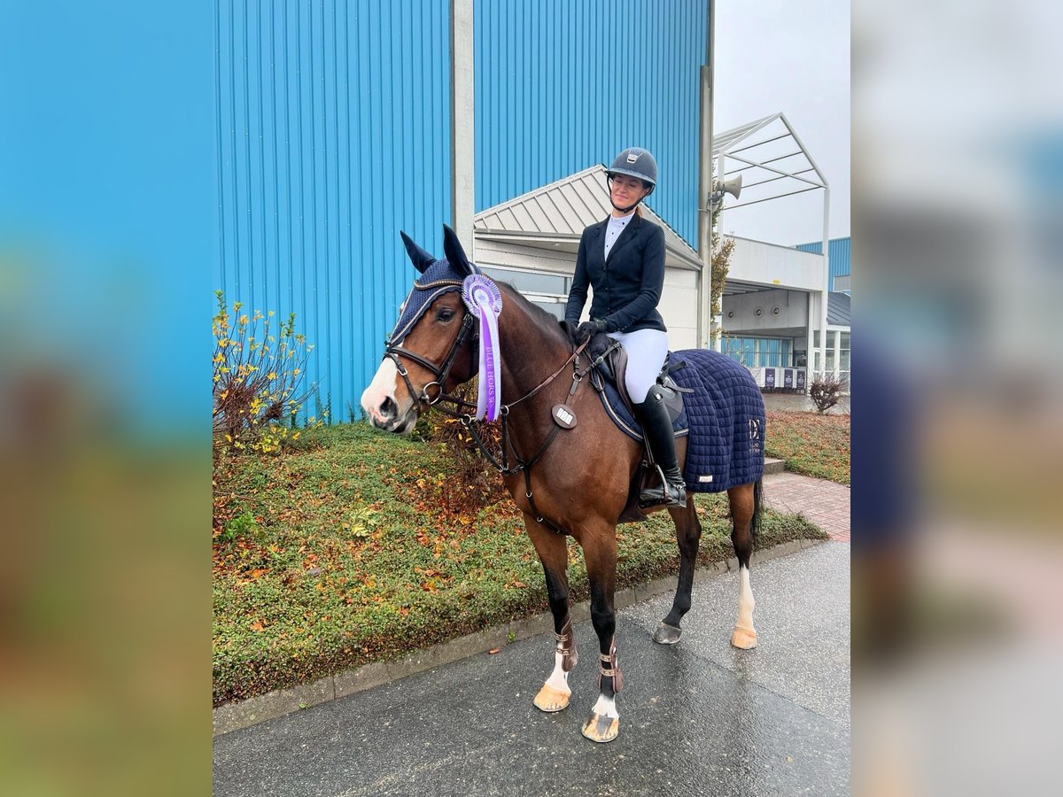 Zangersheide Merrie 7 Jaar 166 cm in skanderborg