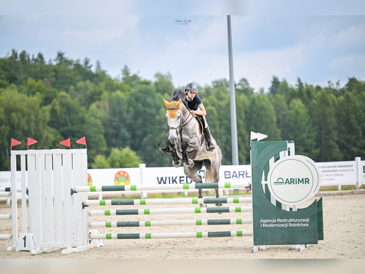 Zangersheide Merrie 7 Jaar 174 cm Schimmel in Reda